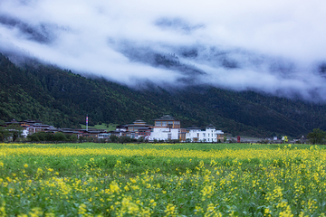 鲁朗国际旅游小镇第 13 张图片