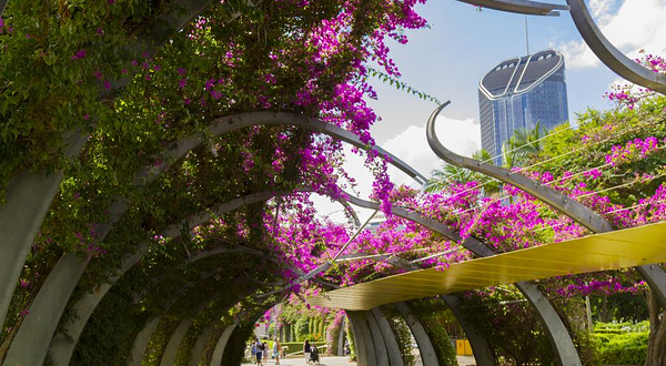 布里斯班植物园 - 库萨山