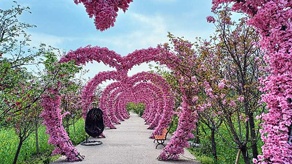 美樱花海第 5 张图片