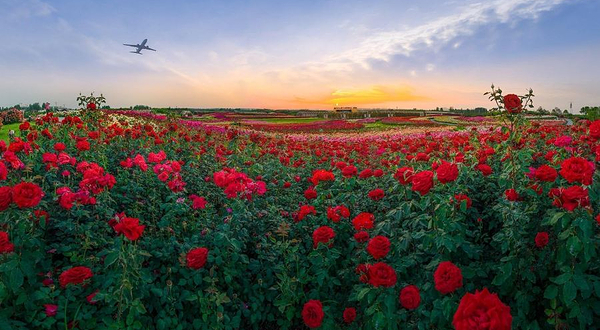 南阳世界月季大观园(西园)