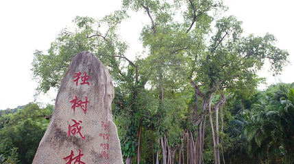 独树成林景区第 1 张图片