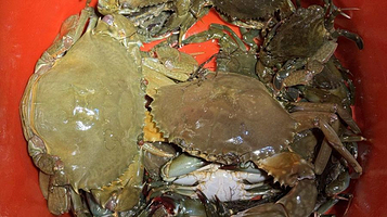 万宁·鲸鱼赶海基地