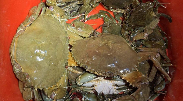 万宁·鲸鱼赶海基地