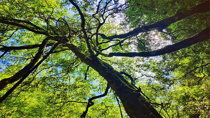 中亚楠木林风景区第 4 张图片