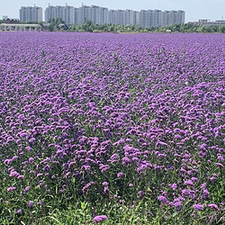 金昌市植物园