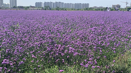 金昌市植物园第 1 张图片