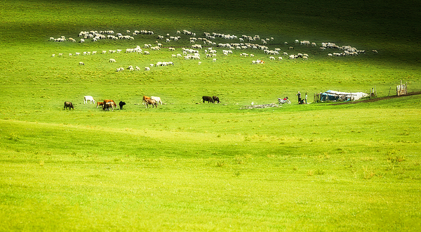 克什克腾旗草原