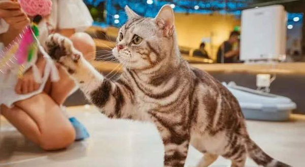 猫咪博物馆(临沂上海路万达广场店)