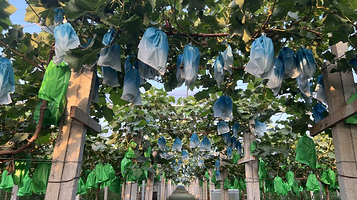 云姐阳光玫瑰采摘基地