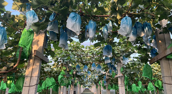 云姐阳光玫瑰采摘基地