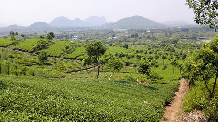 英德茶场茶山队第 1 张图片