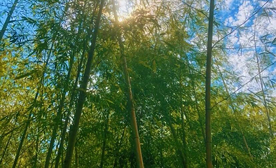 荆山竹海第 1 张图片