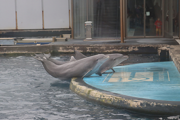 热那亚水族馆第 16 张图片