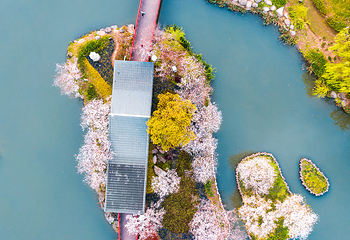 樱花公园第 10 张图片