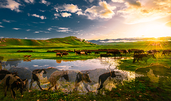 若尔盖西部牧场