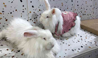 Nice to meet U爱玩萌兔体验馆(百盛购物中心四川时代店)