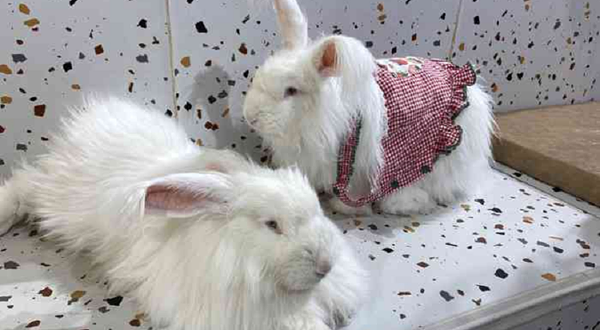 Nice to meet U爱玩萌兔体验馆(百盛购物中心四川时代店)