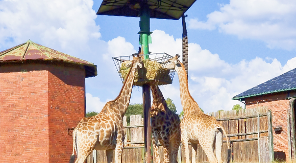 约翰内斯堡动物园