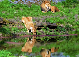 林地公园动物园