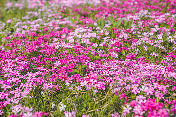 石燕湖芝樱花海第 9 张图片
