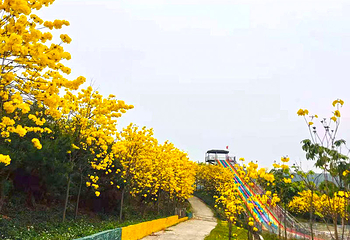 蓝田紫林旅游度假区第 64 张图片