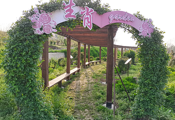 月季花海第 32 张图片