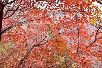 雪山红叶林第 1 张图片