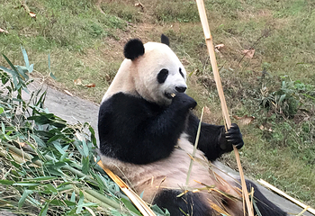 阆中熊猫乐园第 23 张图片