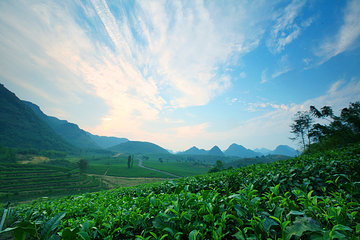 积庆里红茶谷第 33 张图片