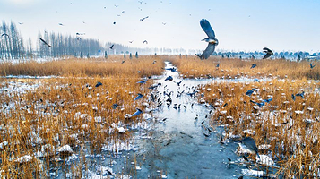 固城湖国家城市湿地公园