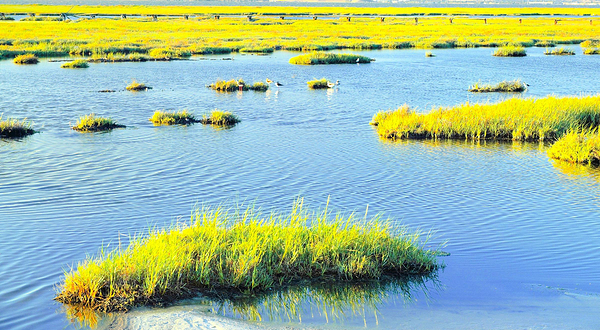 帕罗奥图海湾湿地自然保护区