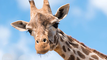 金鹗山野生动物园