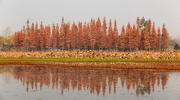 香城湿地生态公园