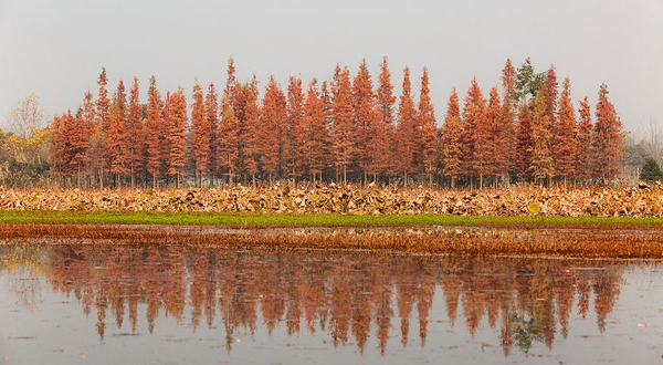 香城湿地生态公园