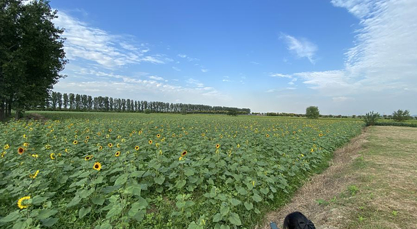 张圩葵花朵朵园