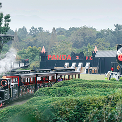 熊猫猪猪两头乌国际牧场