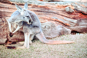 神户市立王子动物园