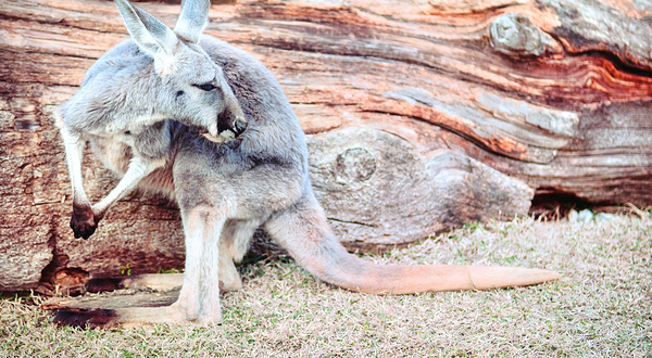 神户市立王子动物园
