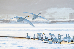 天鹅泉湿地公园