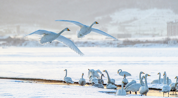 天鹅泉湿地公园