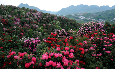 百里杜鹃风景区第 43 张图片