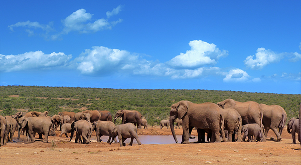 阿多大象国家公园