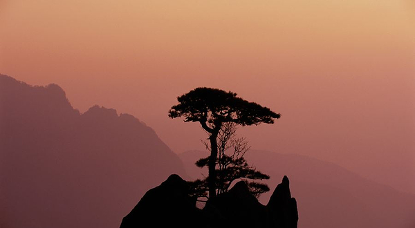 西海大峡谷-大王松