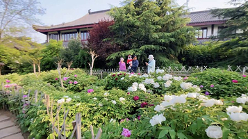 青岛一品天香牡丹园