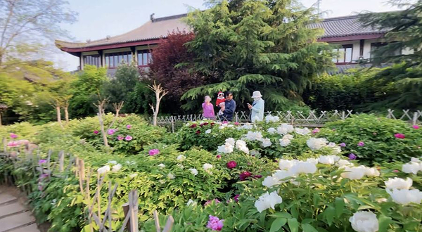 青岛一品天香牡丹园