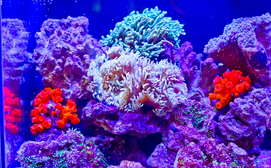 赣州极地海洋世界第 100 张图片