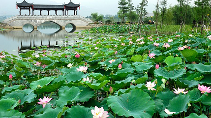 飞来湖湿地公园第 1 张图片