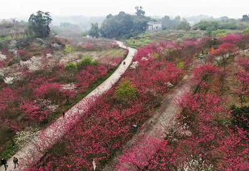 美樱花海第 13 张图片