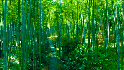 漓江源大峡谷第 57 张图片