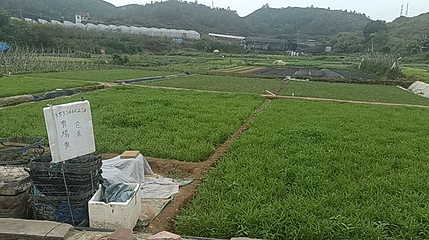 种菜吧·菜博士农场采摘园第 1 张图片